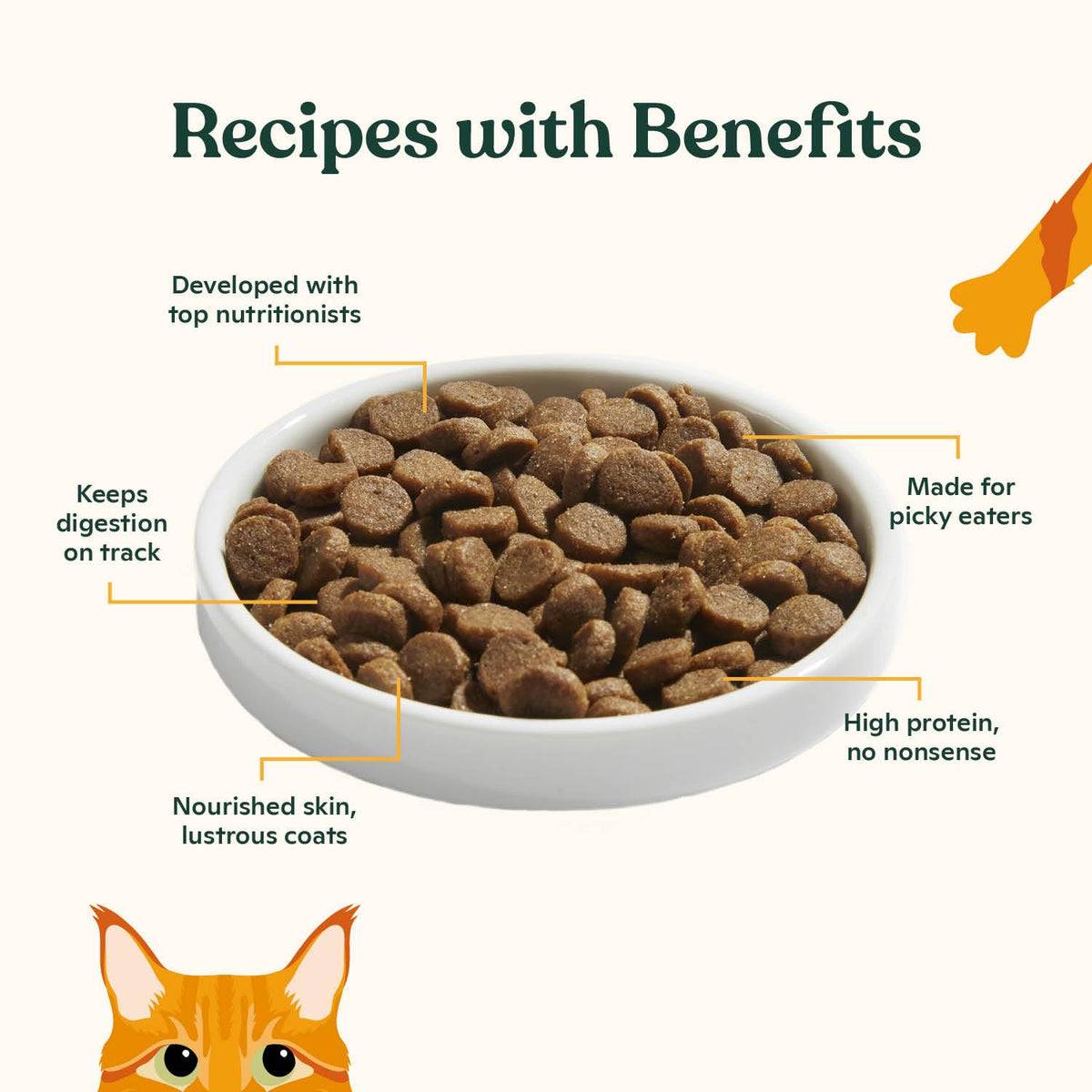 High Protein Grain-Friendly Chicken & Pumpkin Dry Cat Food J19477