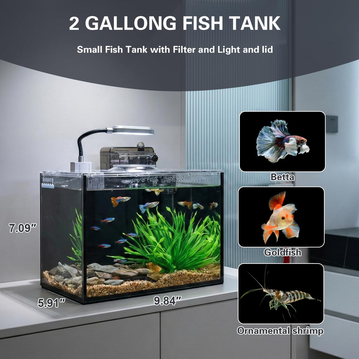 2 Gallon Glass Aquarium Set C64425