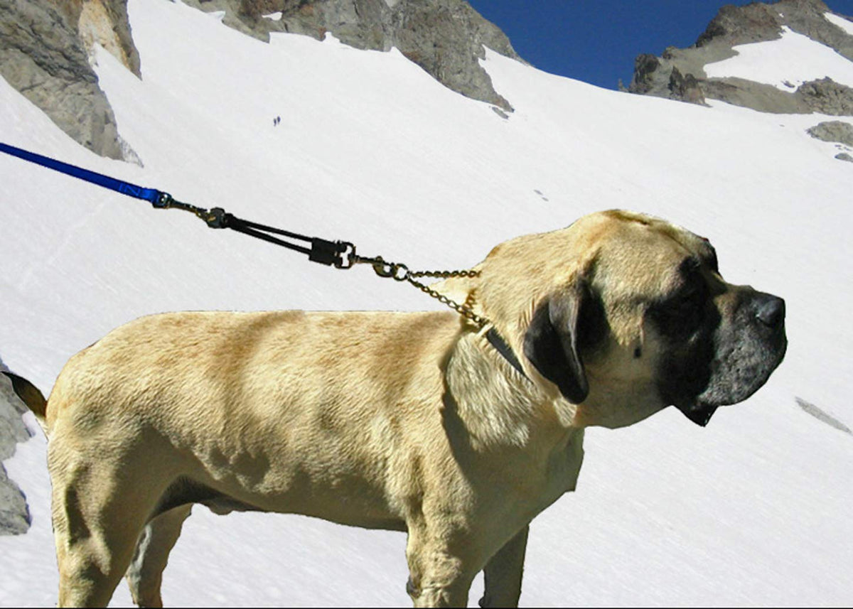 Bungee Dog Leash Extension J1873