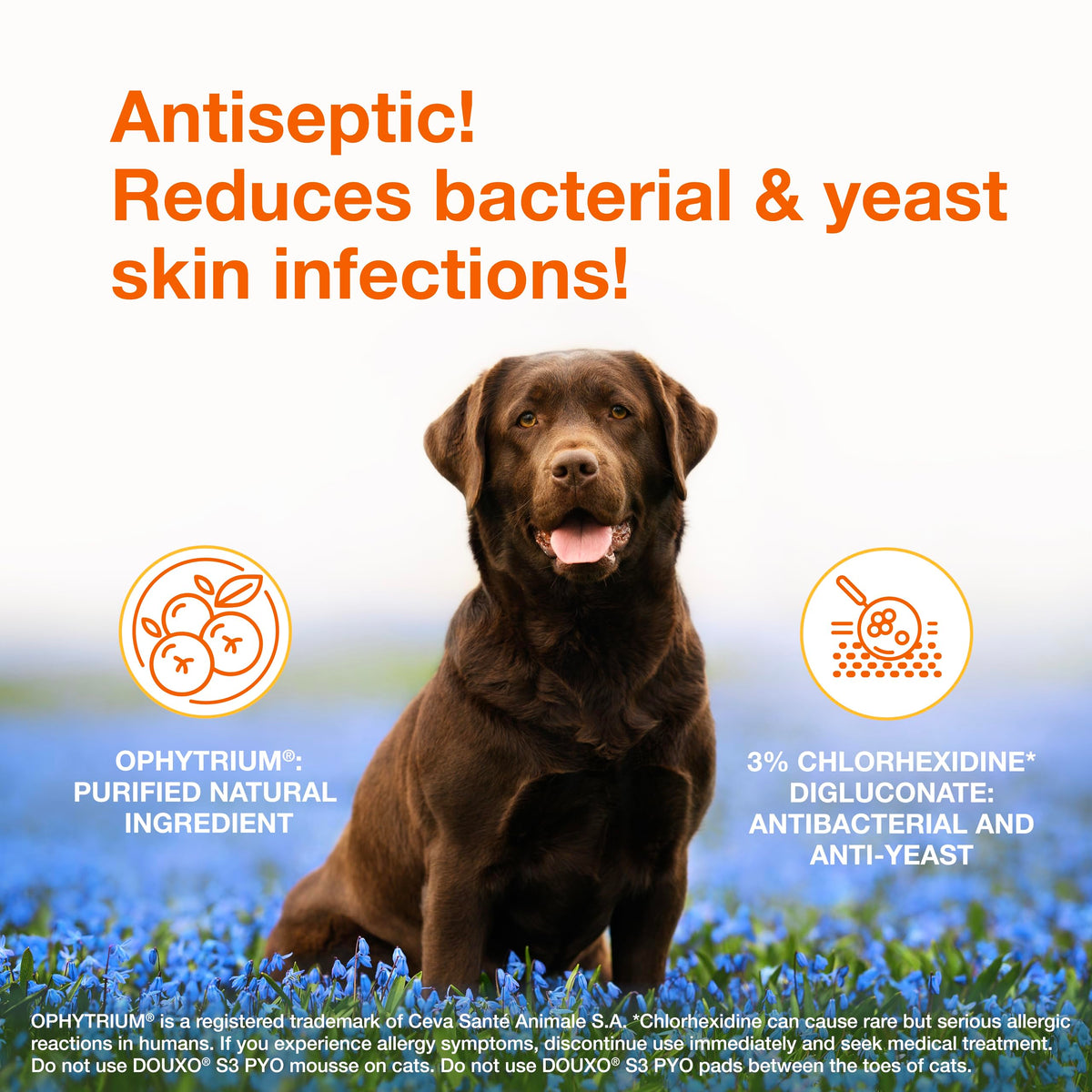 Medicated Dog Shampoo with 3% Chlorhexidine 6.7 fl oz H2725